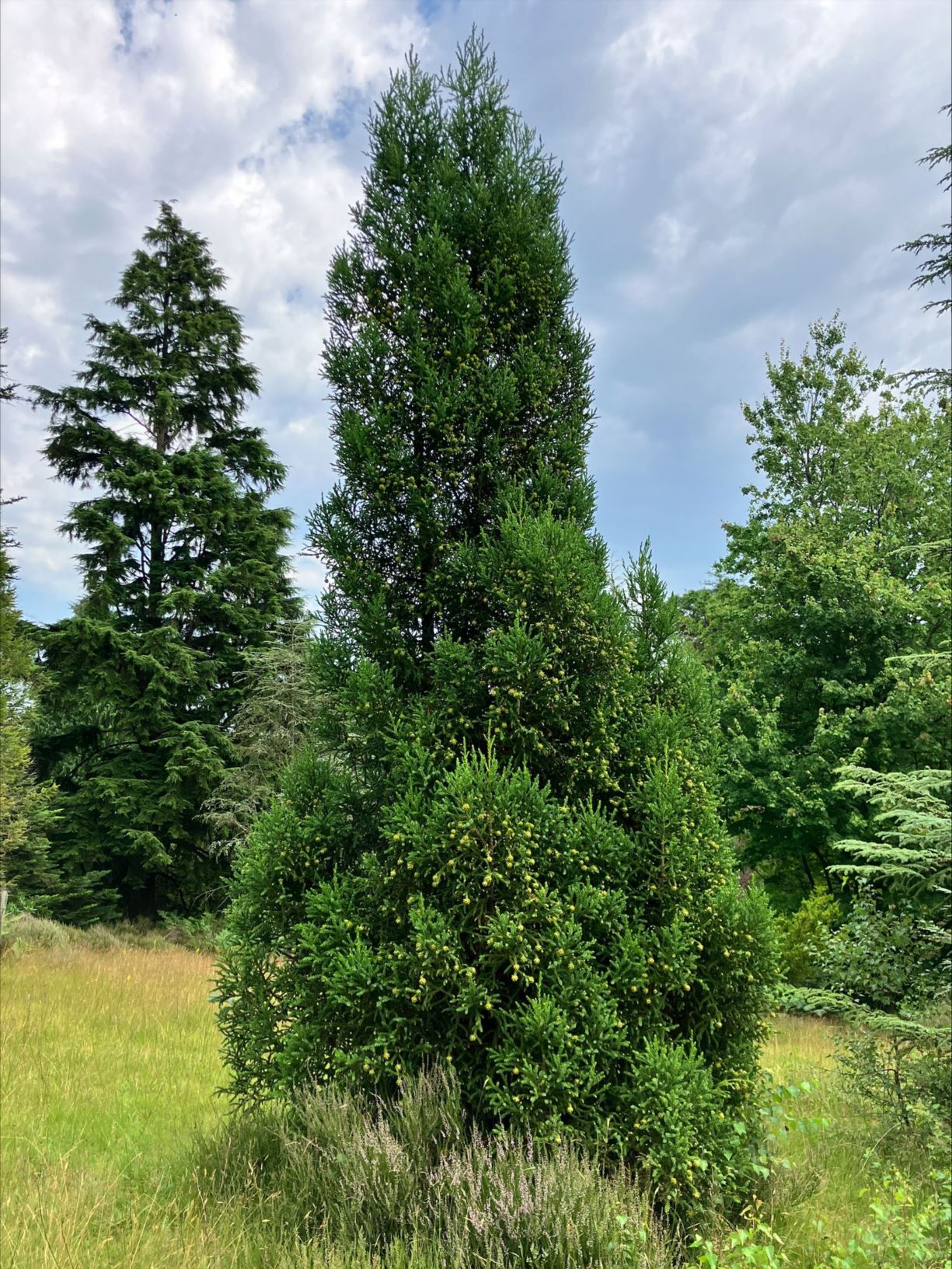 Athrotaxis selaginoides - King William pine