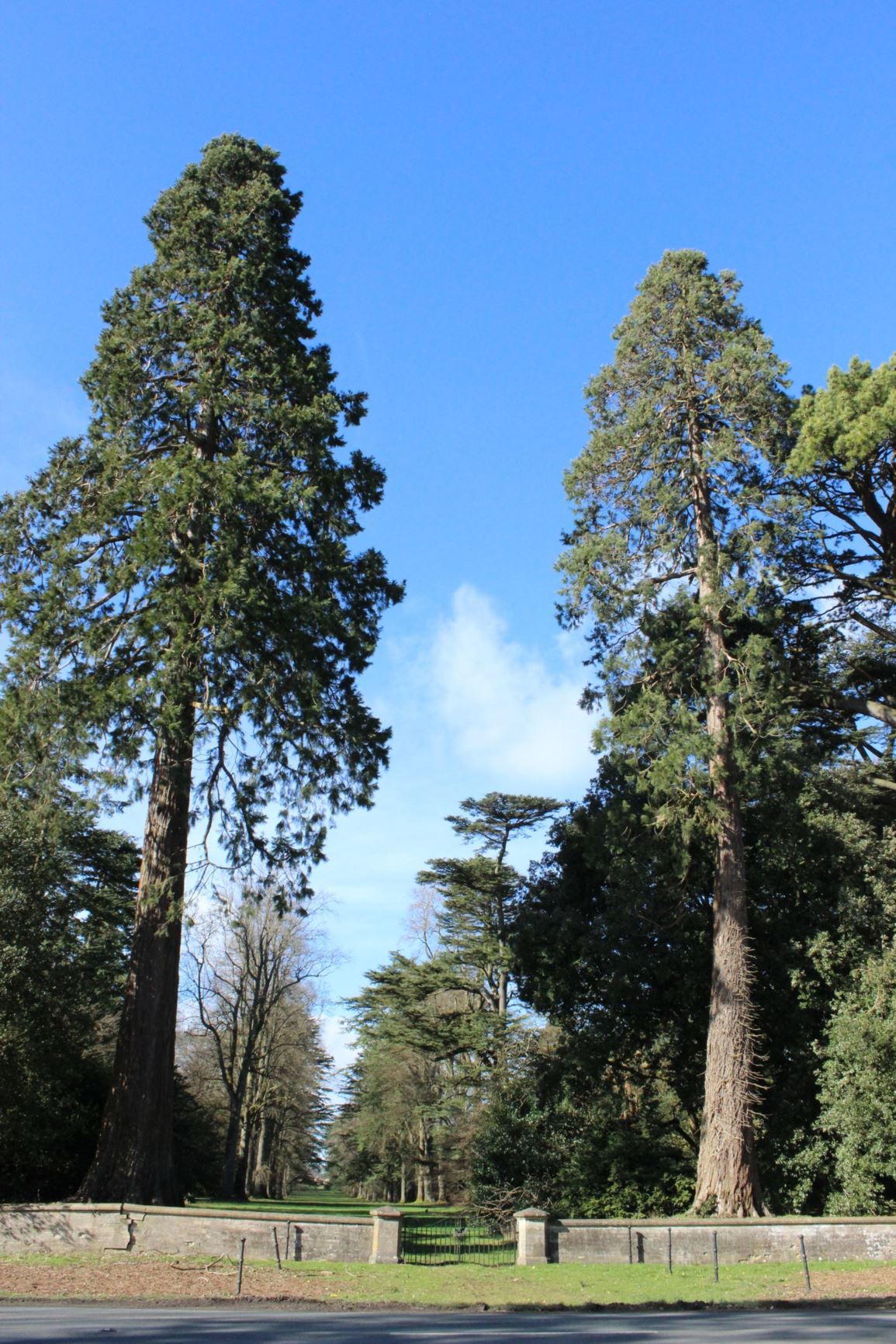 Sequoiadendron giganteum - Giant redwood, Wellingtonia